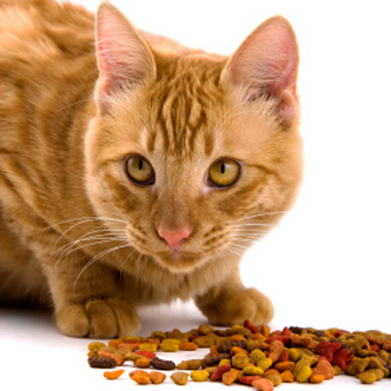 貓糧制造設(shè)備有哪些?